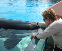 Seated woman leaning over edge of tank to touch a large black whale